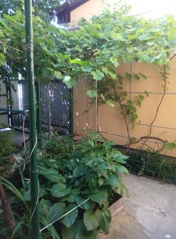 I will hand over separate half-rooms., Chernomorsk (Illichivsk) - apartment by the day