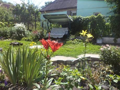 Rent house daily, Mirgorod - apartment by the day
