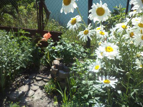 Rent house daily, Mirgorod - apartment by the day
