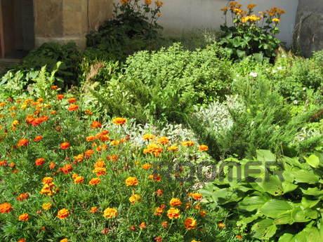1 bedroom apartment for rent, Lviv - apartment by the day