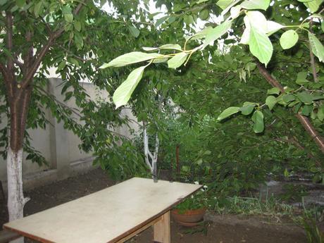 Rent a house in Fontana St 10, Odessa - apartment by the day