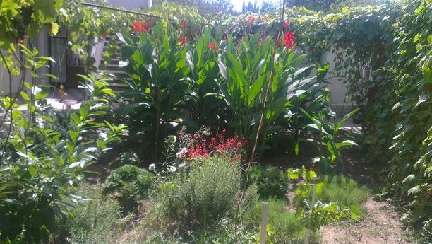 Rooms for rent, Feodosia - apartment by the day
